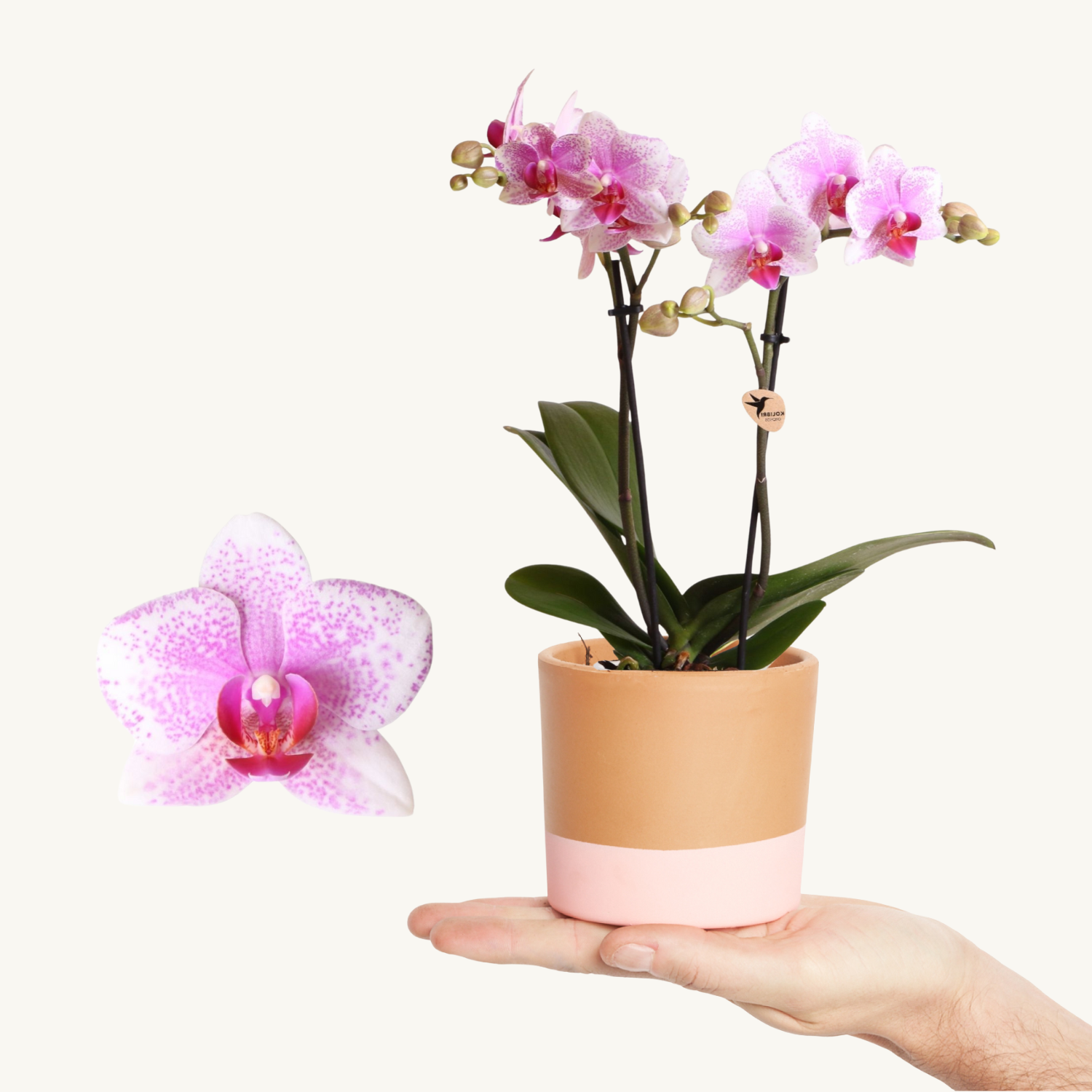 Orquídea Mini Pink