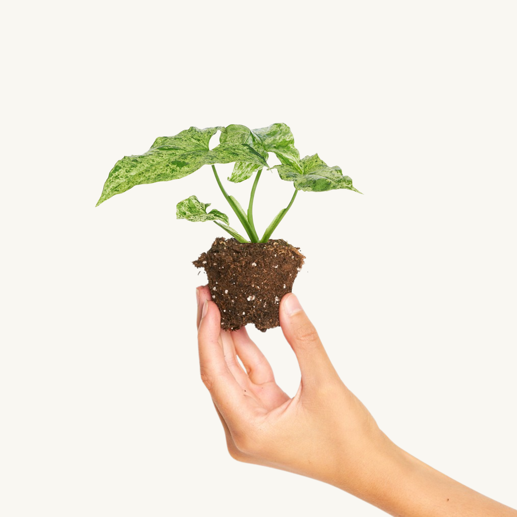 Syngonium Mottled Variegado