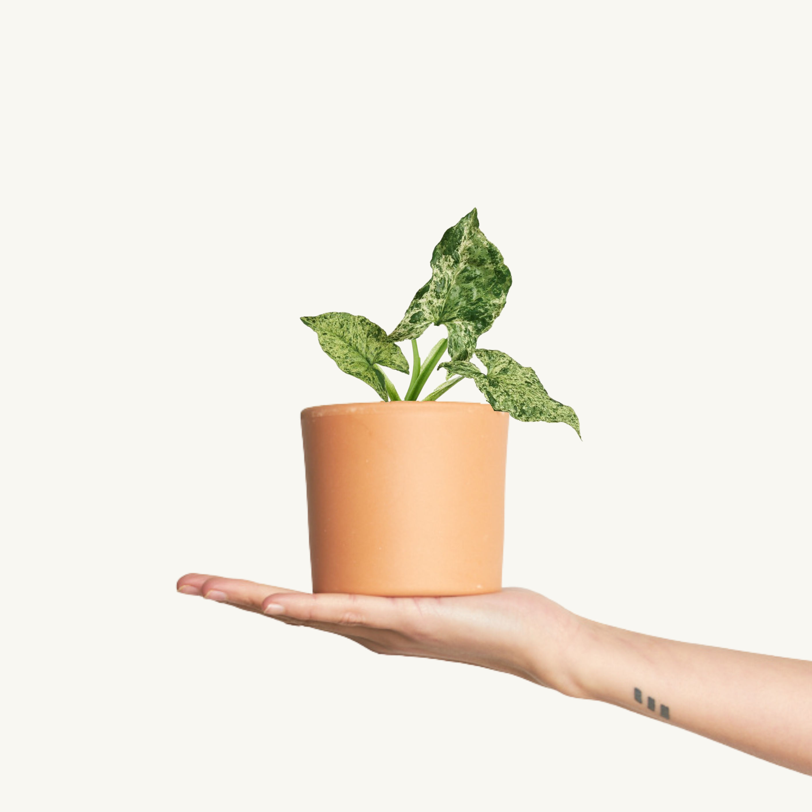 Syngonium Mottled Variegado