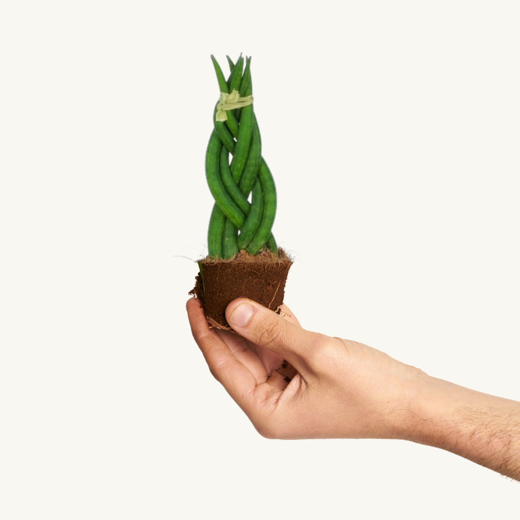 sansevieria cylindrica como cuidar Sansevieria Cylindrica Braid Trenzada – miniplanta