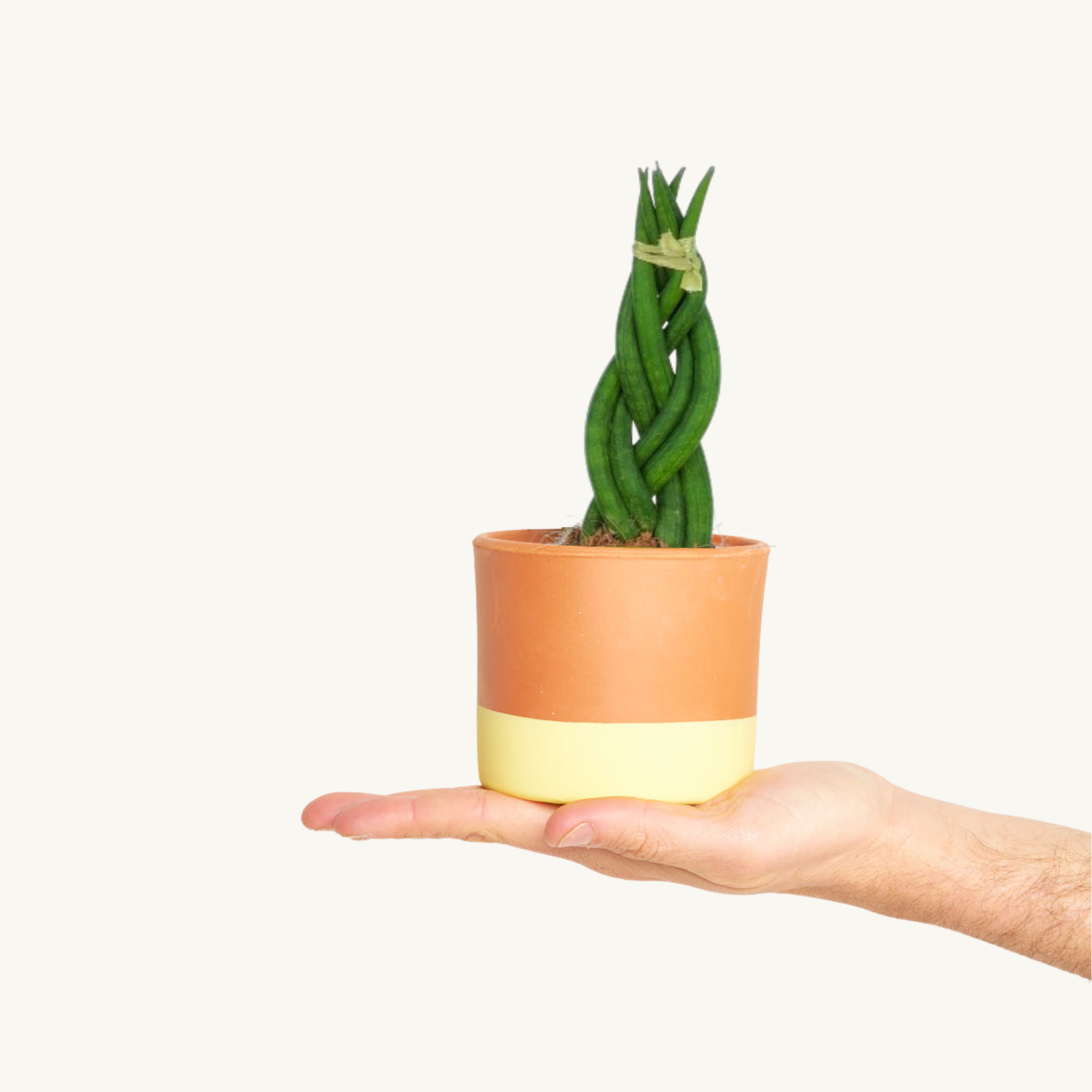 sansevieria cylindrica trenzada Sansevieria Cylindrica Braid Trenzada – miniplanta