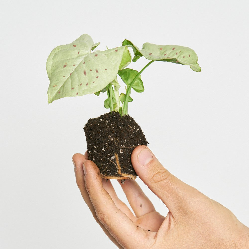 Syngonium Rosa Milk Confetti