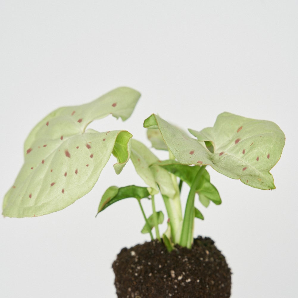 Syngonium Rosa Milk Confetti