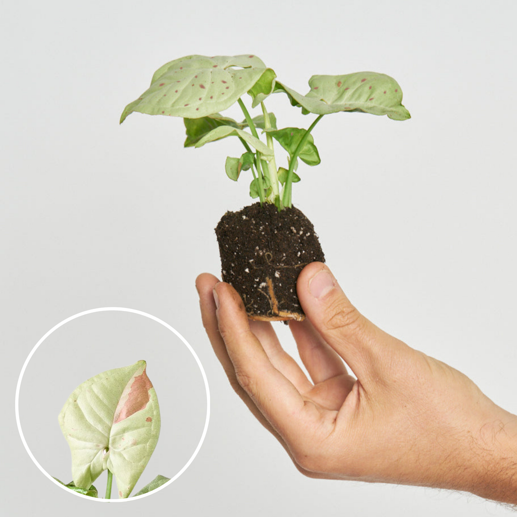 Syngonium Rosa Milk Confetti