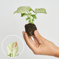 Syngonium Rosa Milk Confetti