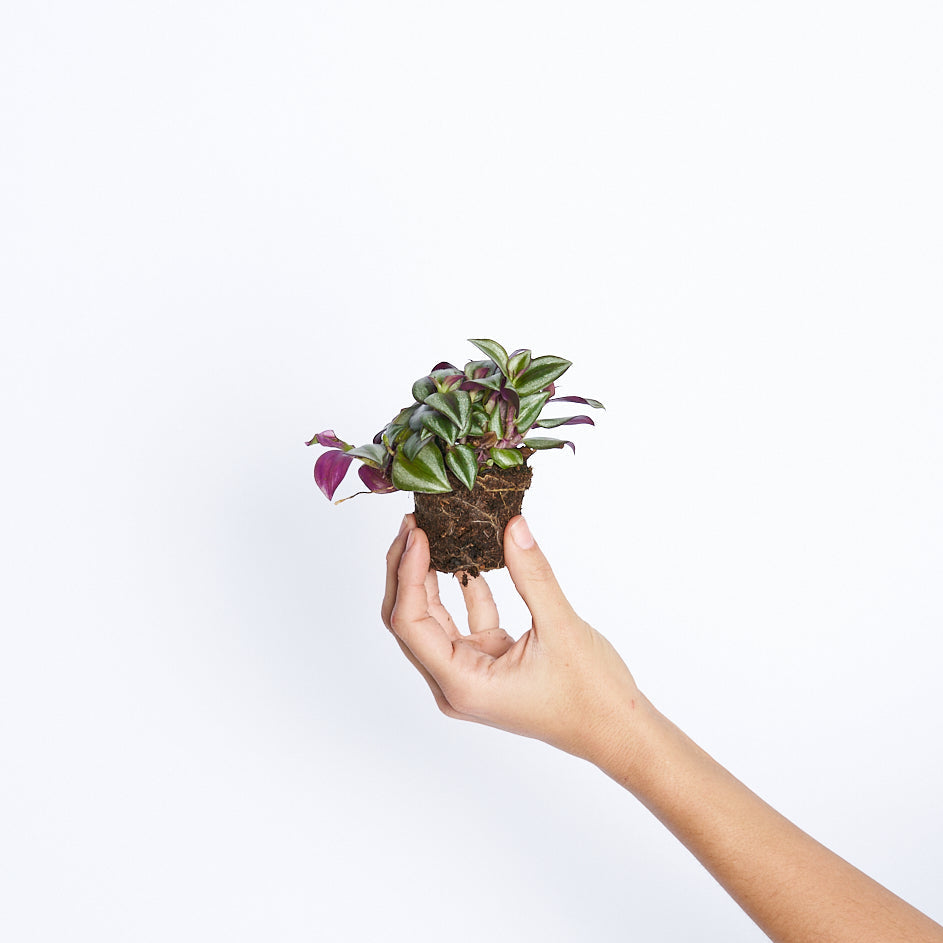 Tradescantia Pink Zebrina