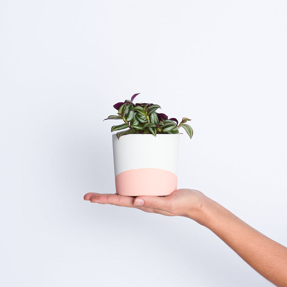 Tradescantia Pink Zebrina