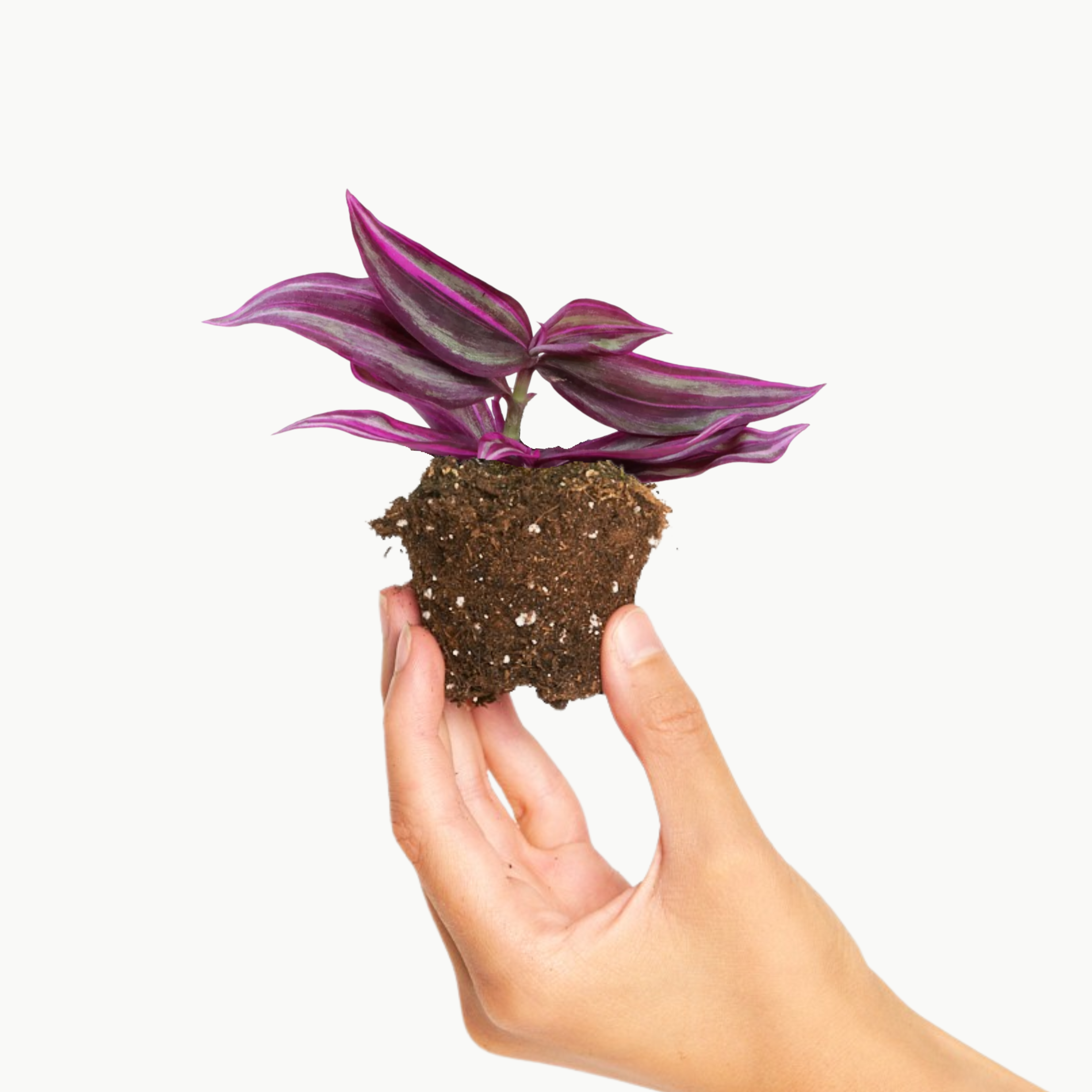 Tradescantia Pink Paradise