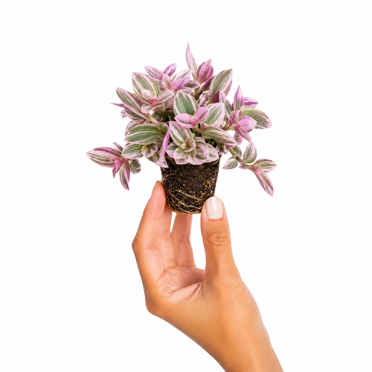 Tradescantia Rosa Pink