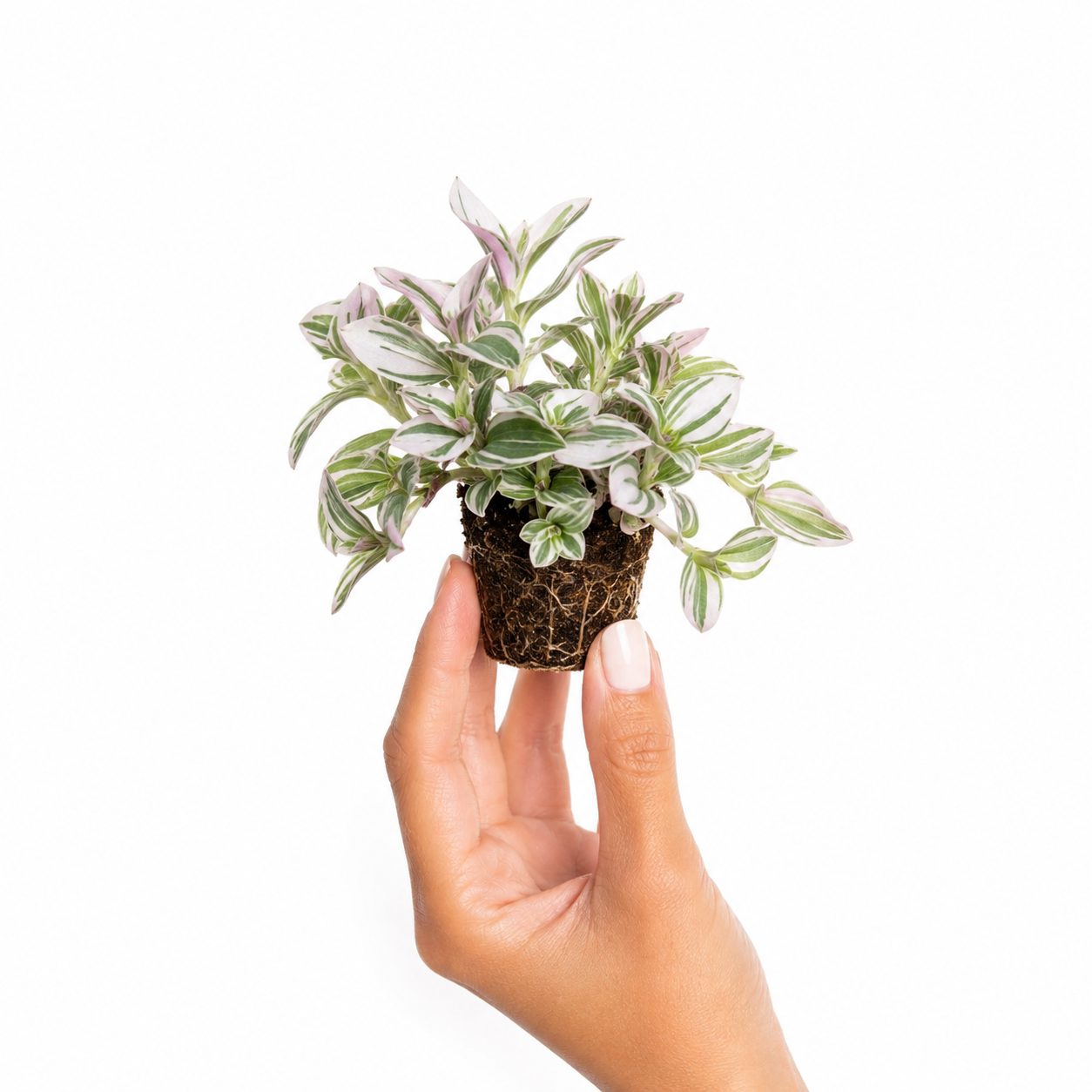 Tradescantia White Variegada