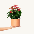 Anthurium Rojo M