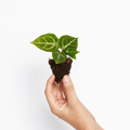 Anthurium Silver blush