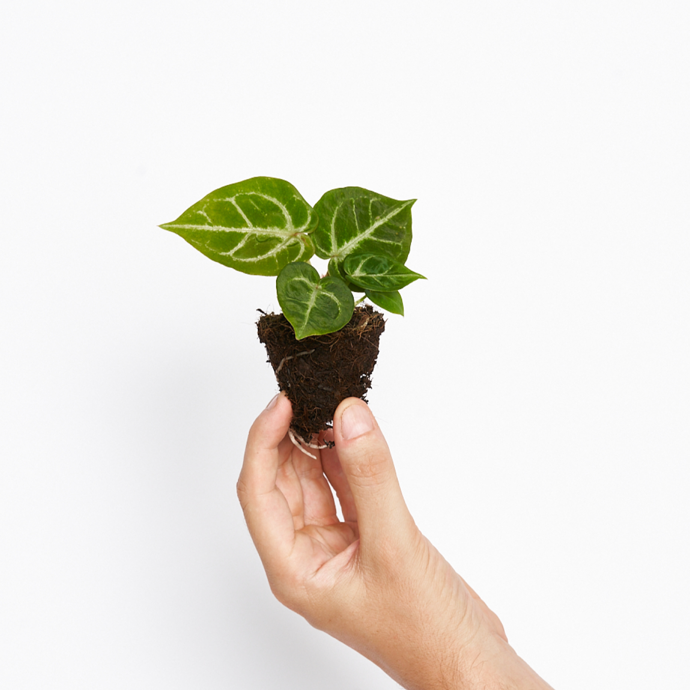 Anthurium Silver blush