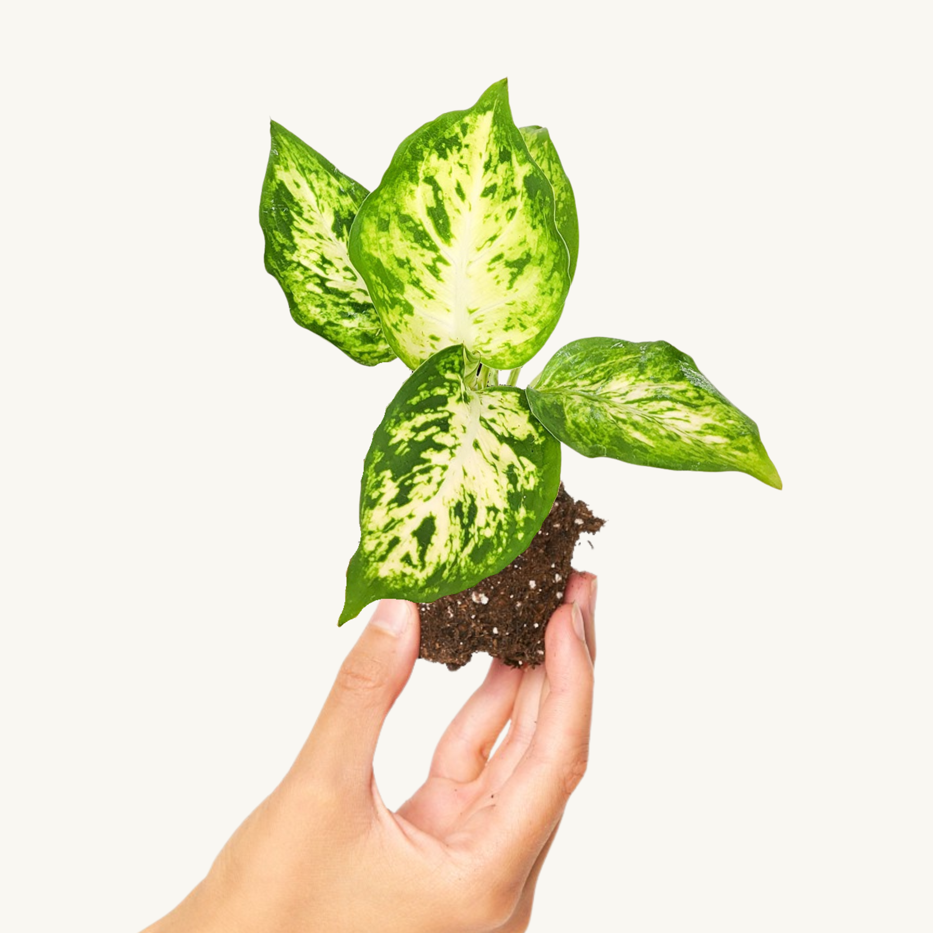 Dieffenbachia Maculata Amy