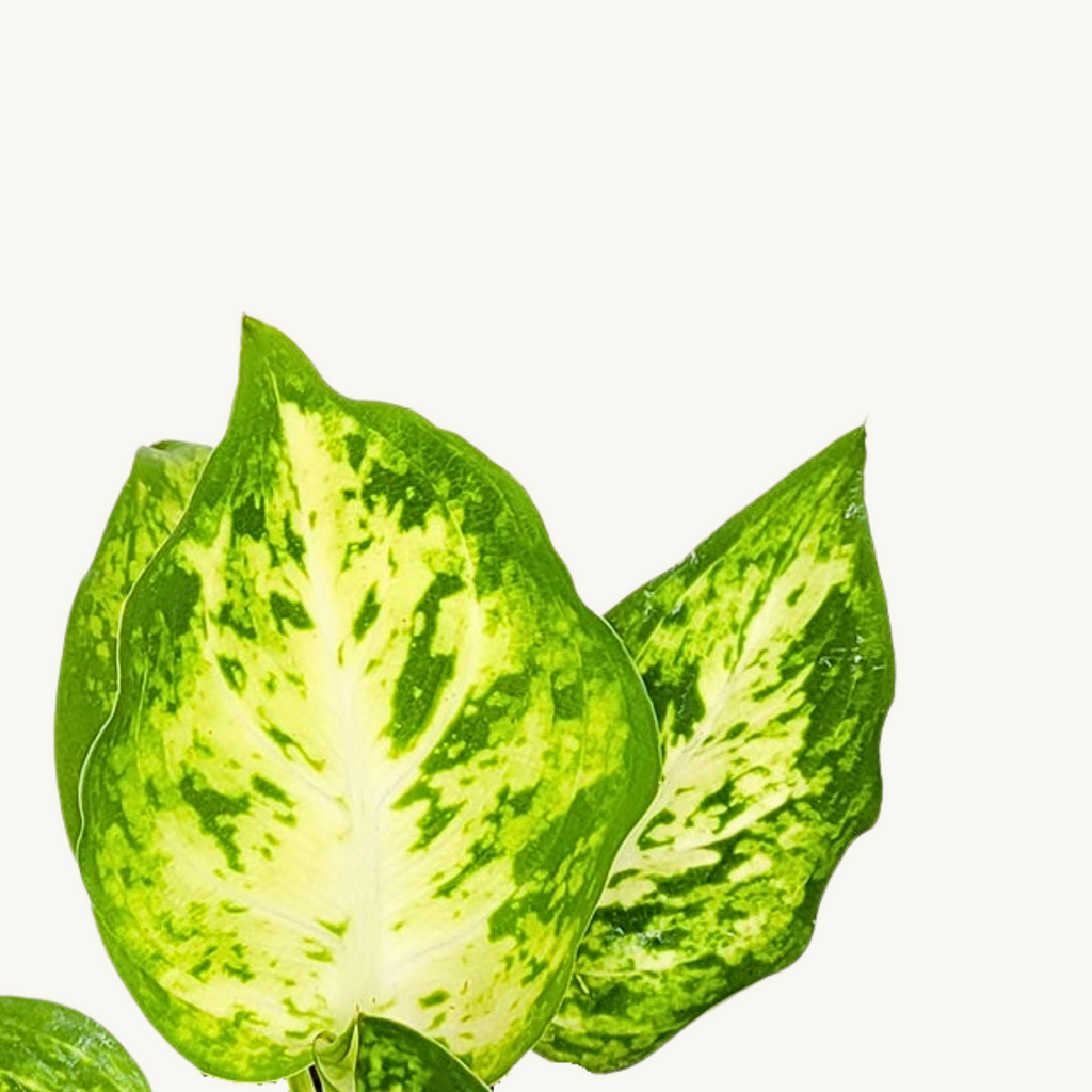Dieffenbachia Maculata Amy