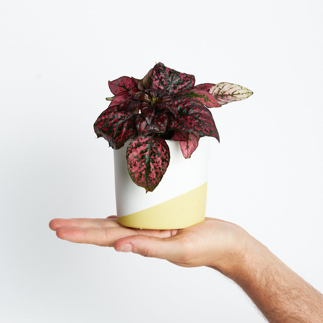 Hypoestes Red Mini