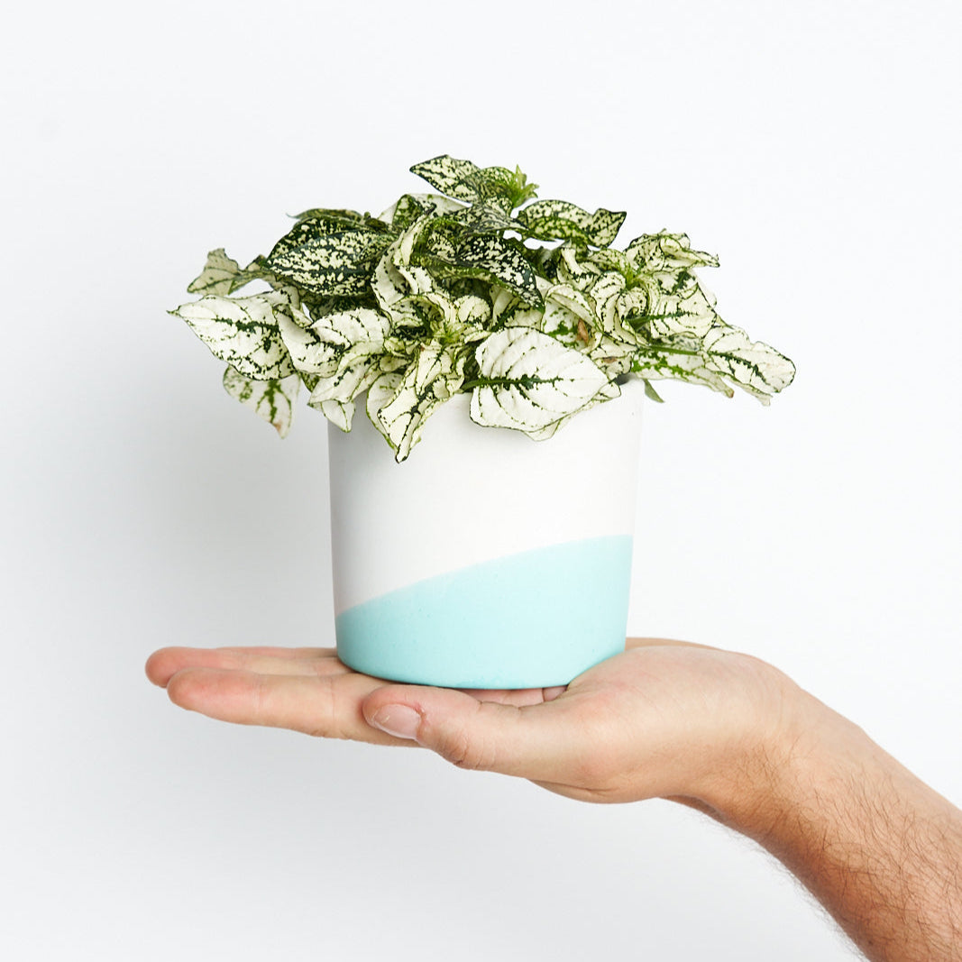 Hypoestes White Mini