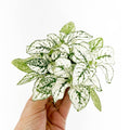 Hypoestes White Mini