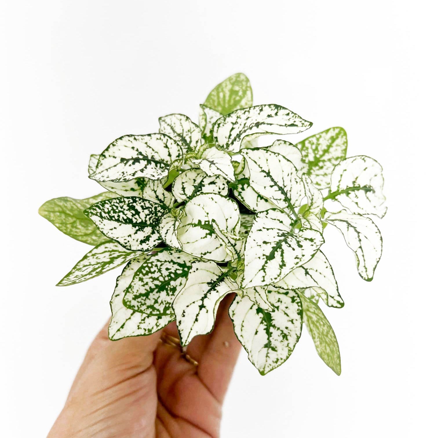 Hypoestes White Mini