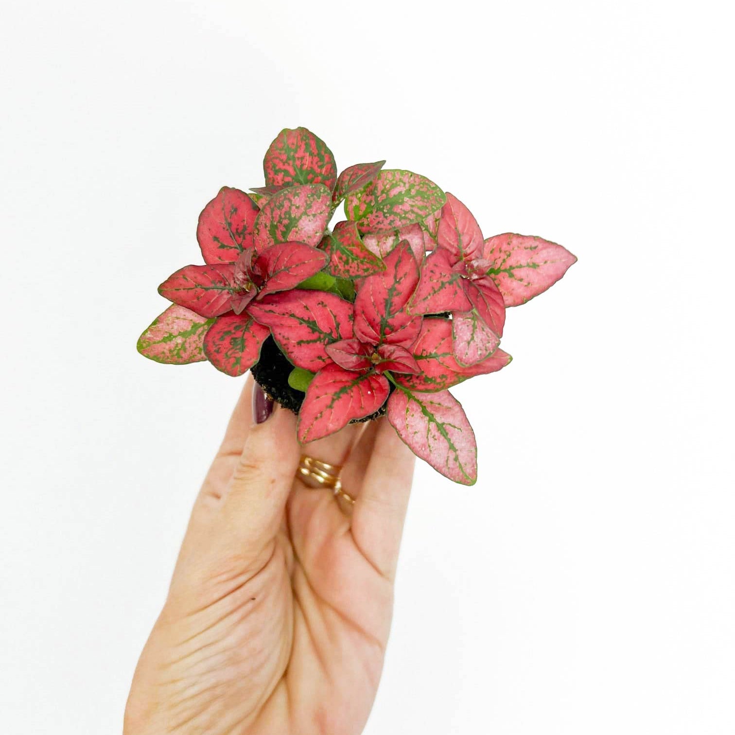 Hypoestes Red Mini