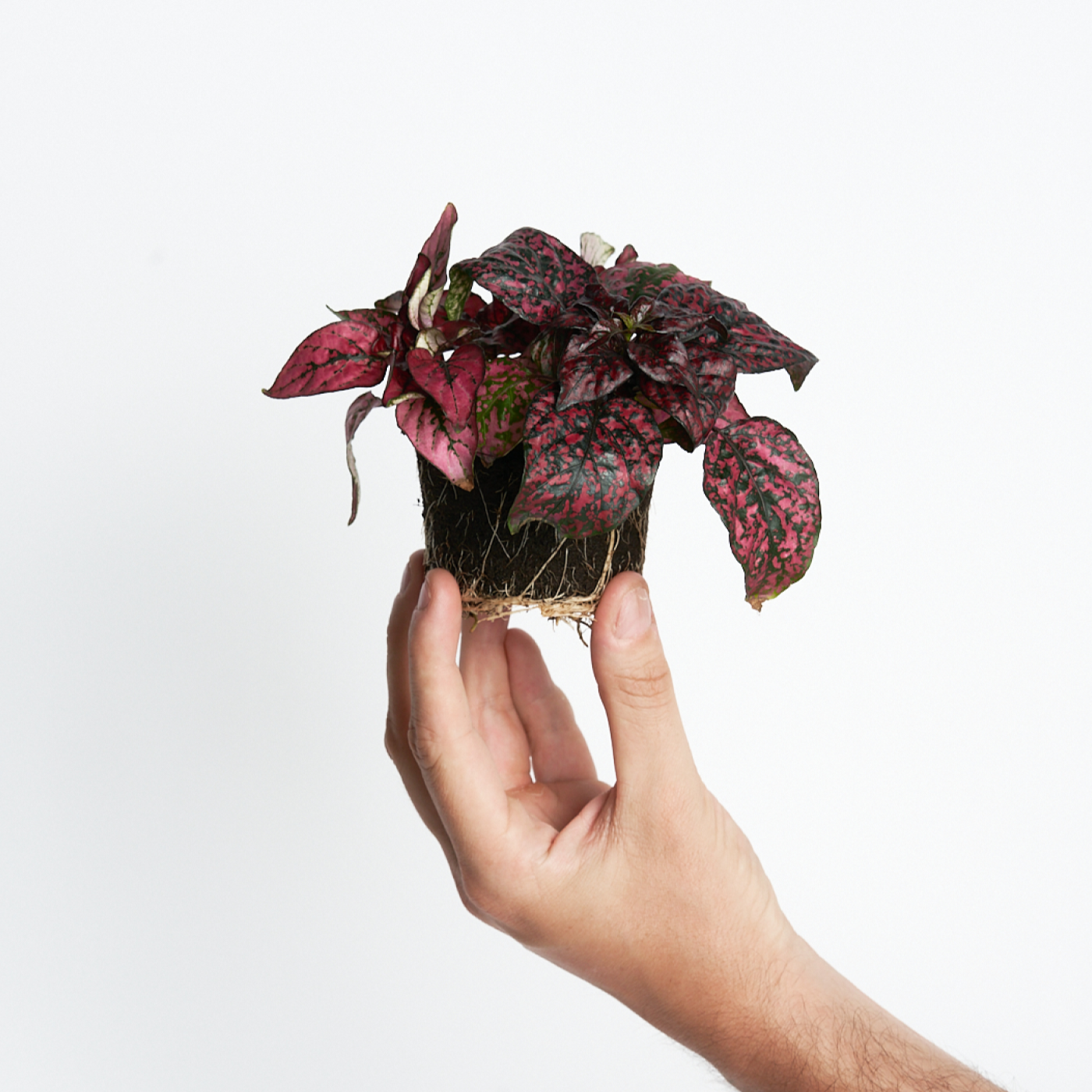 Hypoestes Red Mini