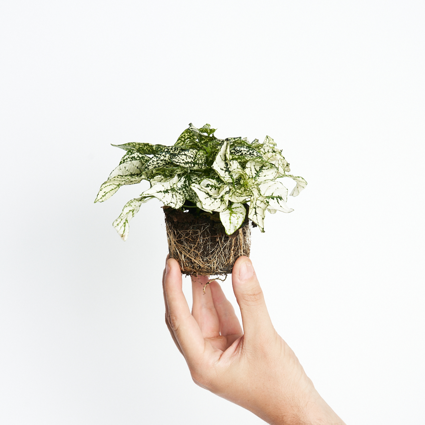 Hypoestes White Mini