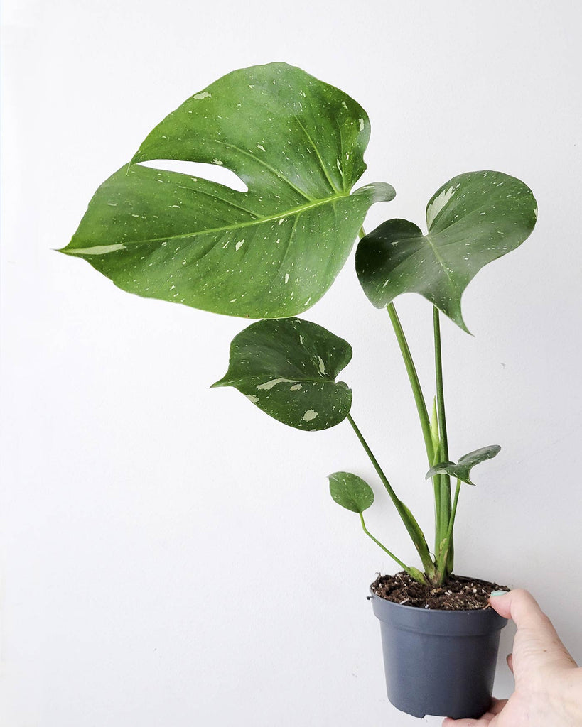 Monstera Thai constelation 