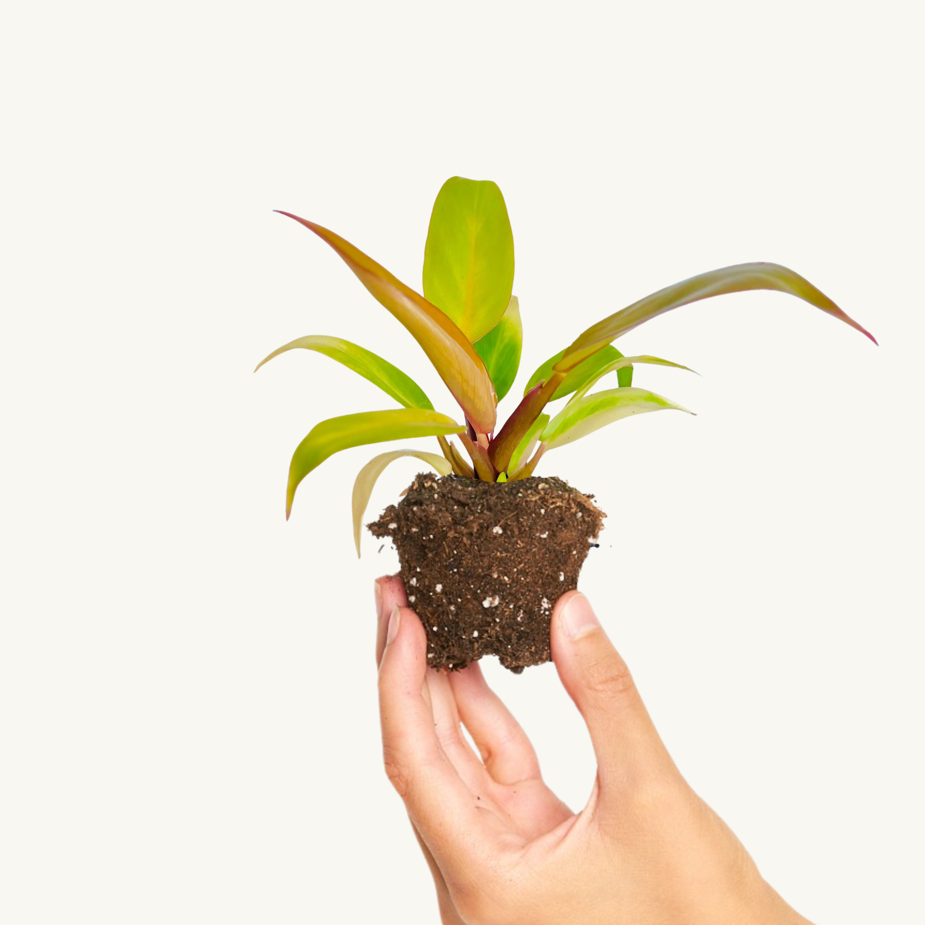 Philodendron Prince of Orange