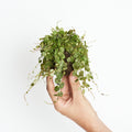 Peperomia prostata String of Turtles