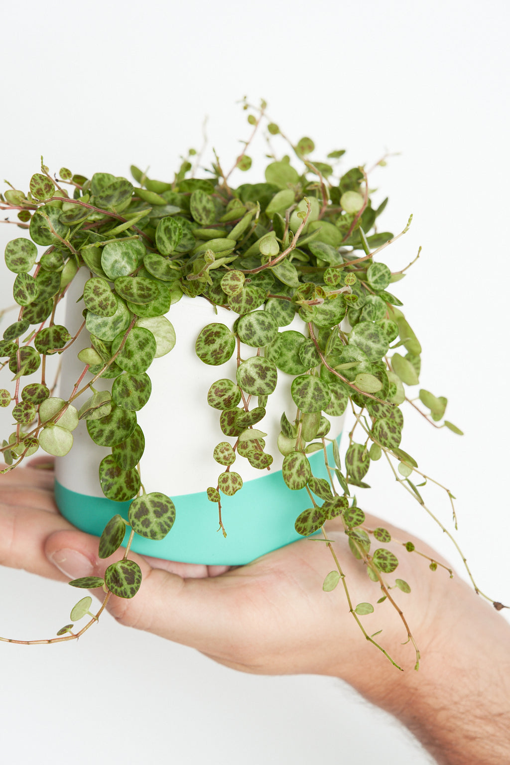 Peperomia prostata String of Turtles