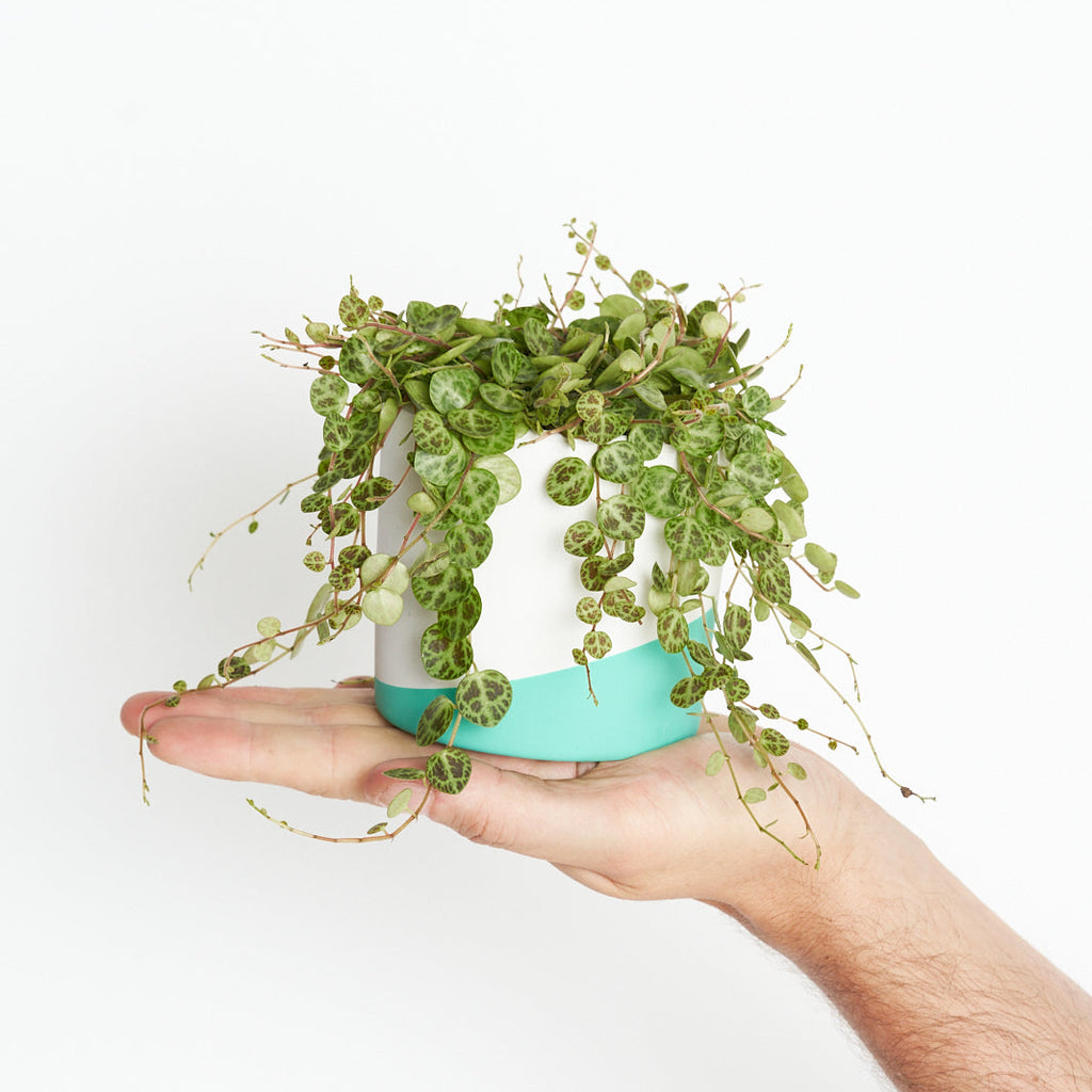 Peperomia prostata String of Turtles