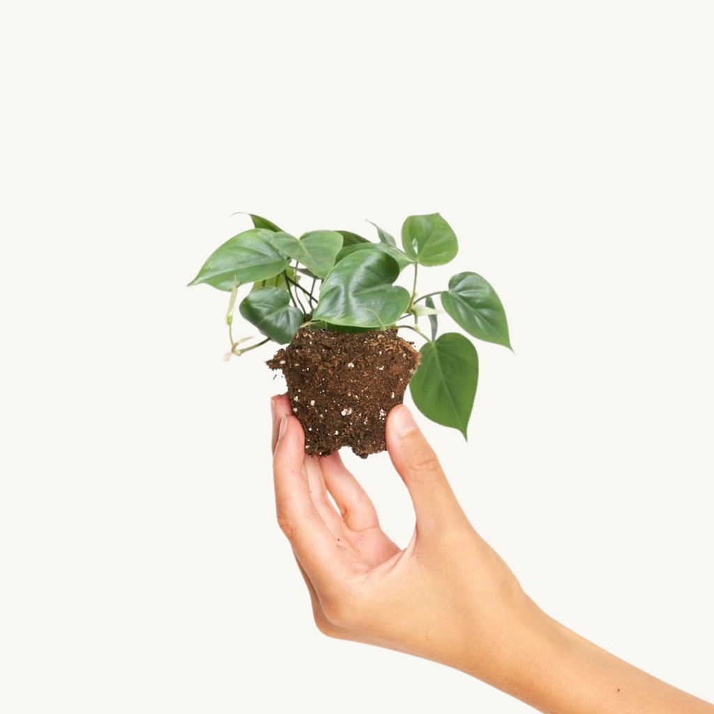 Philodendron Green Scandens