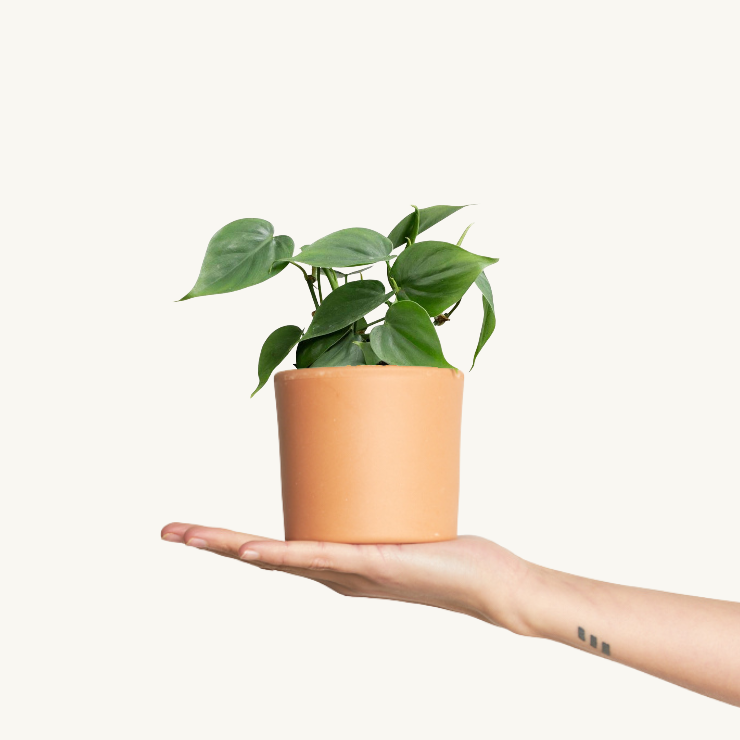 Philodendron Green Scandens