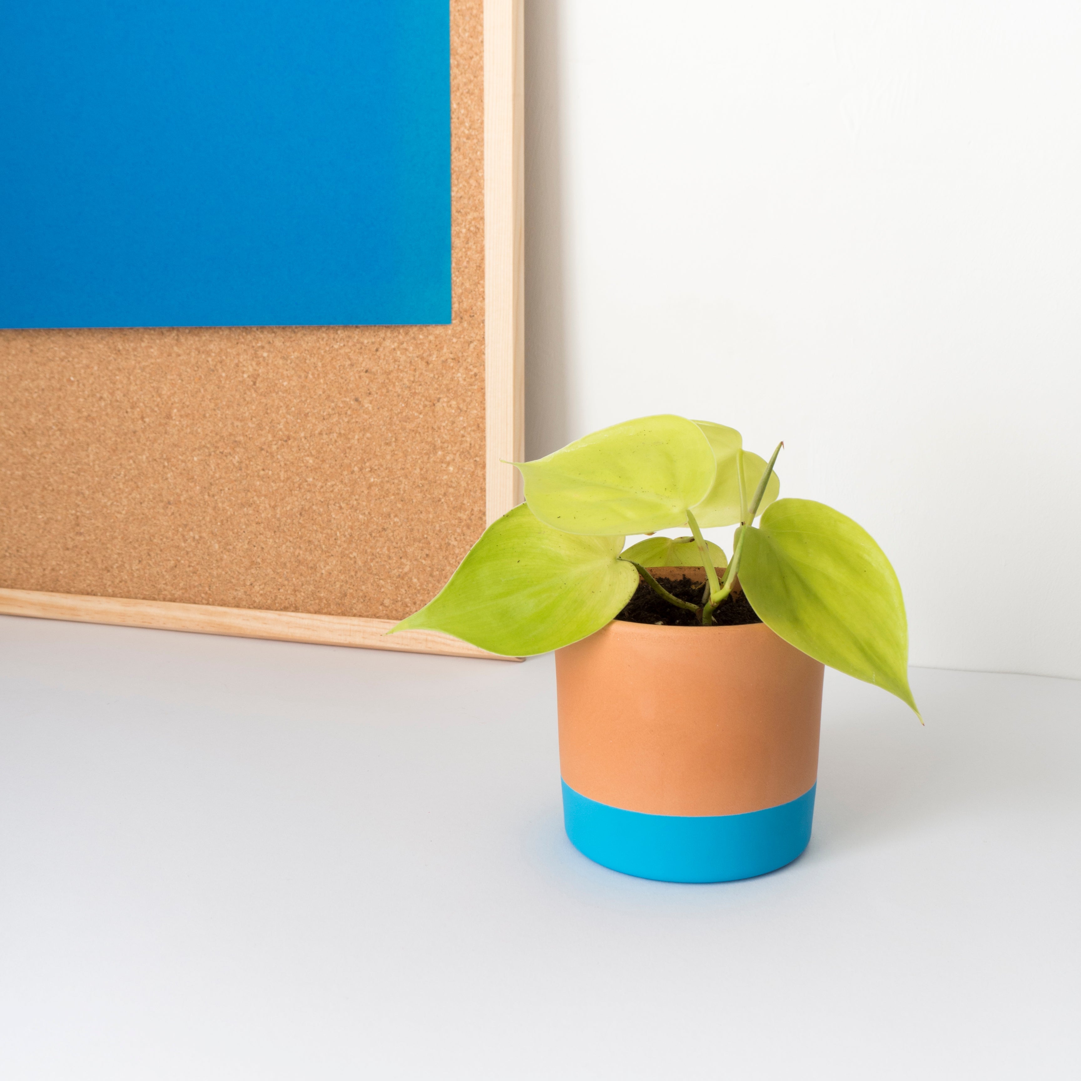 Philodendron Neon Lemon Lime