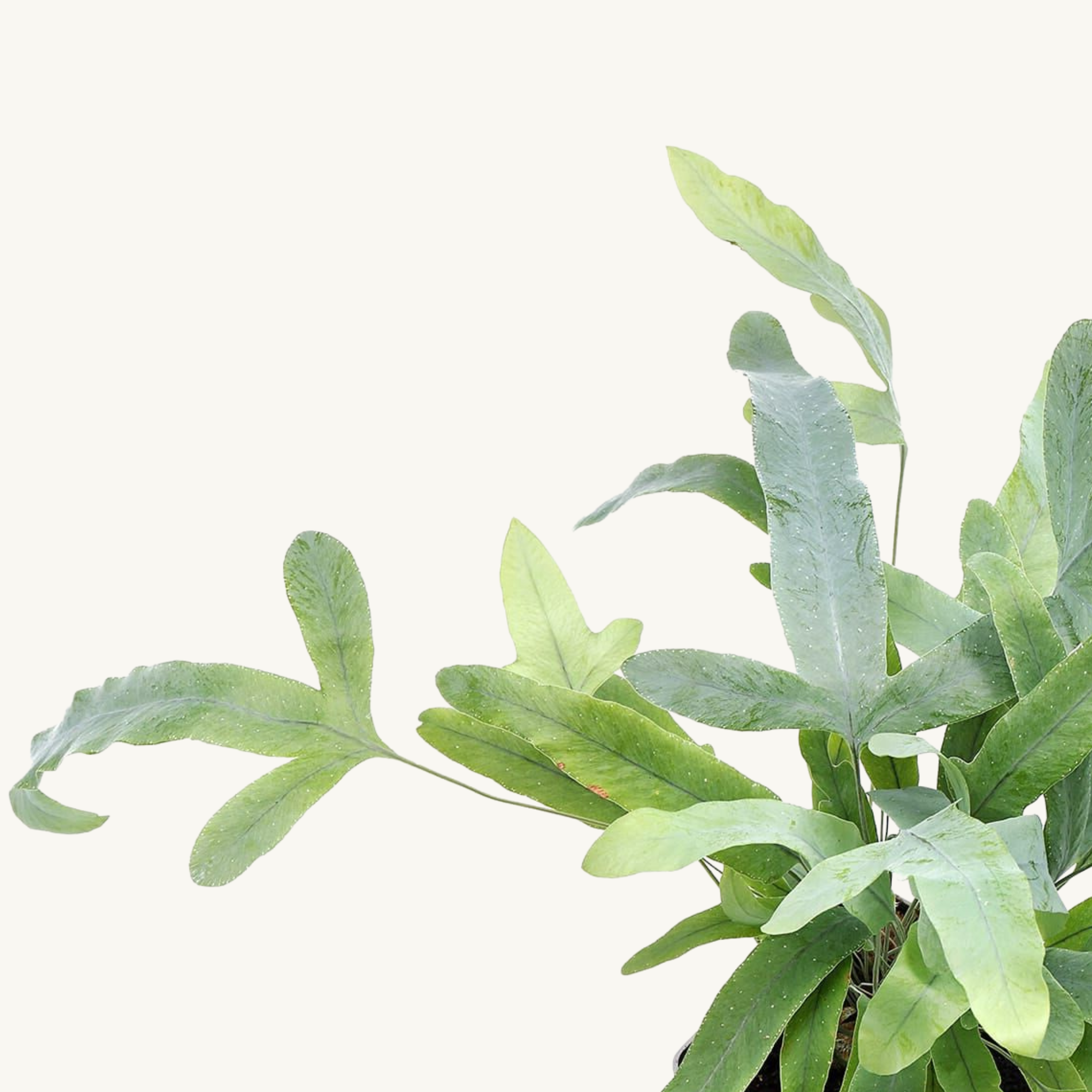 Helecho Azul - Phlebodium Blue Star