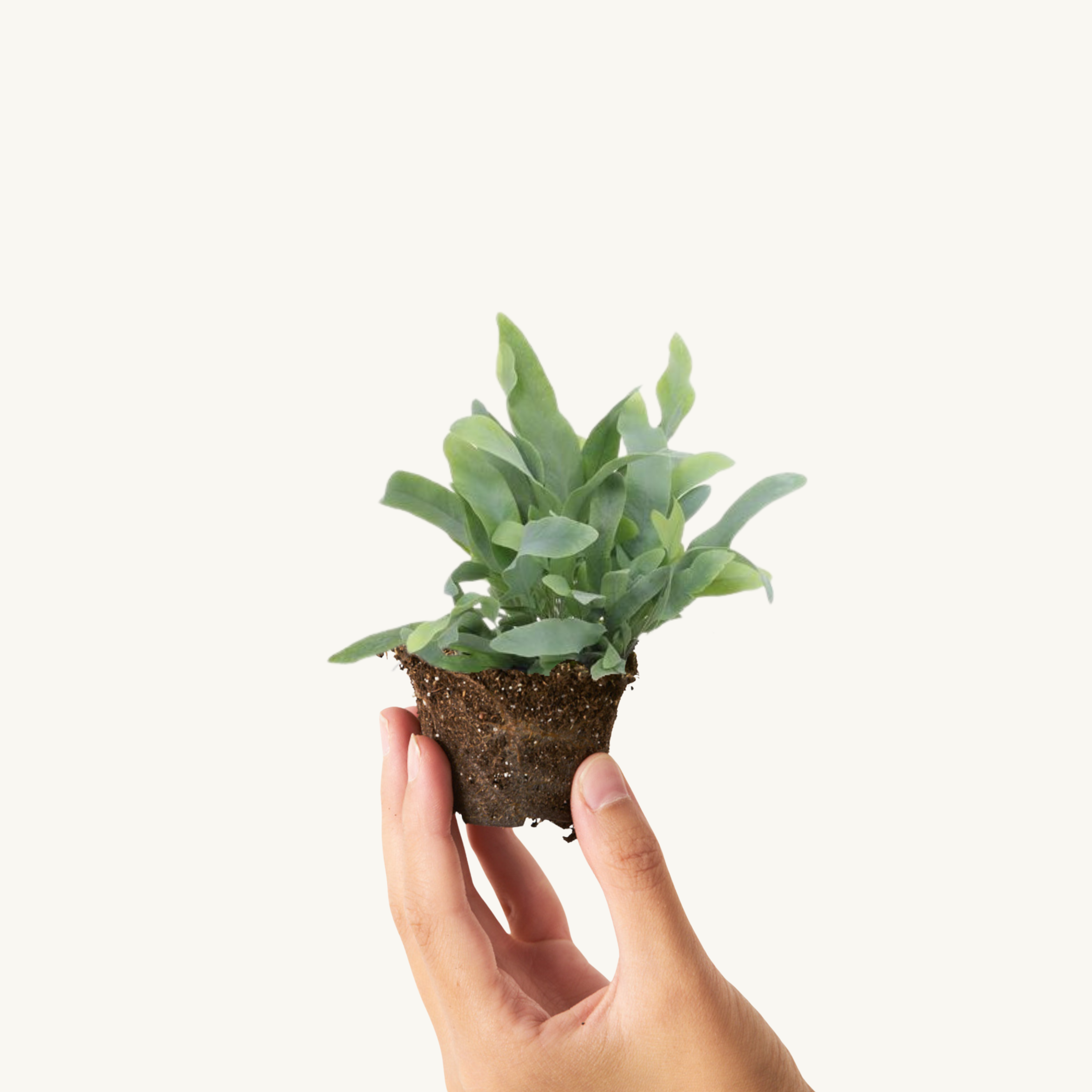 Helecho Azul - Phlebodium Blue Star