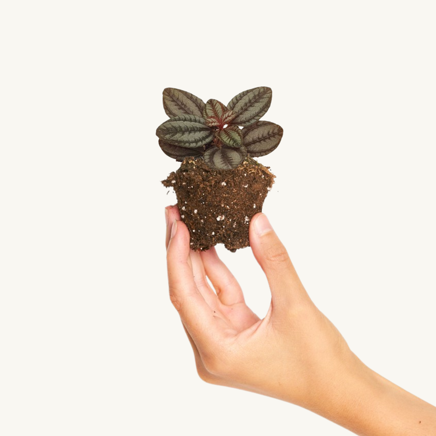 Pilea Norfolk