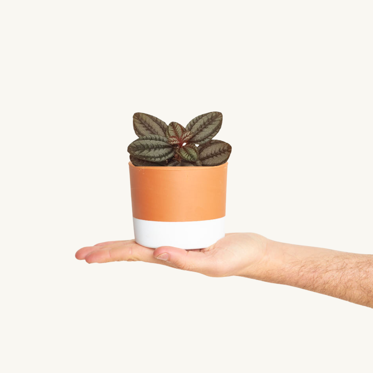 Pilea Norfolk