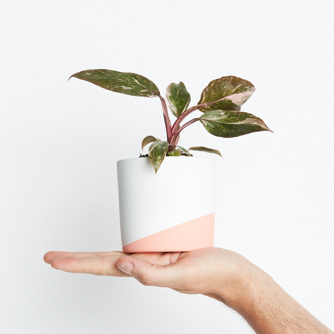 Philodendron Pink Princess Marble