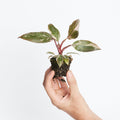 Philodendron Pink Princess Marble