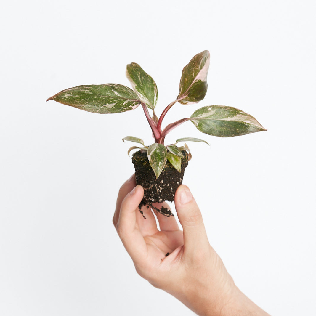 Philodendron Pink Princess Marble