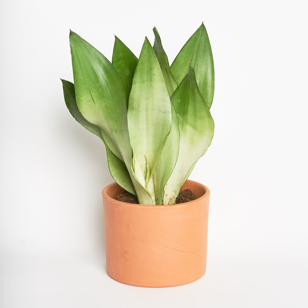 Sansevieria Moonshine