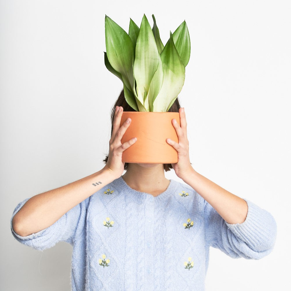 Sansevieria Moonshine