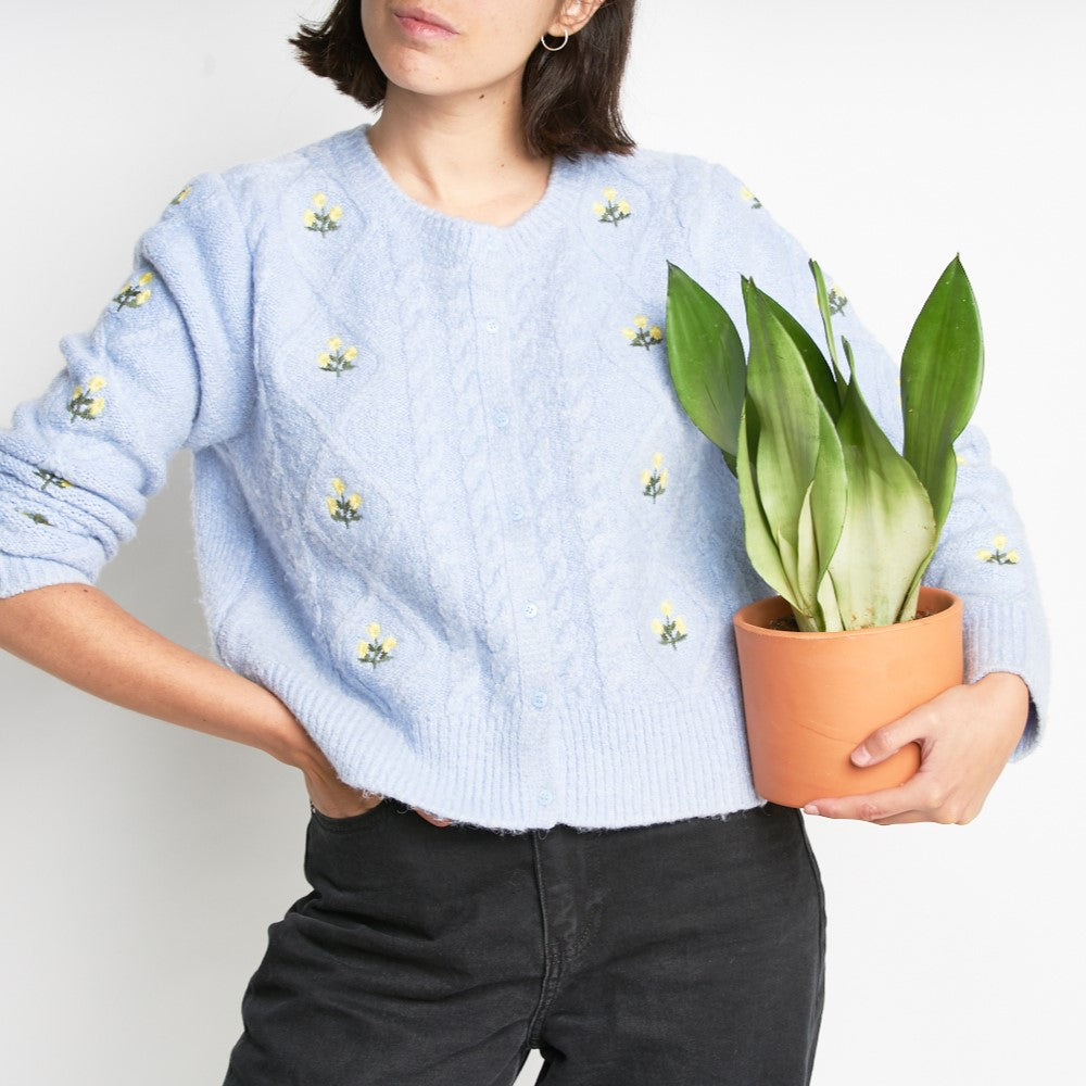 Sansevieria Moonshine