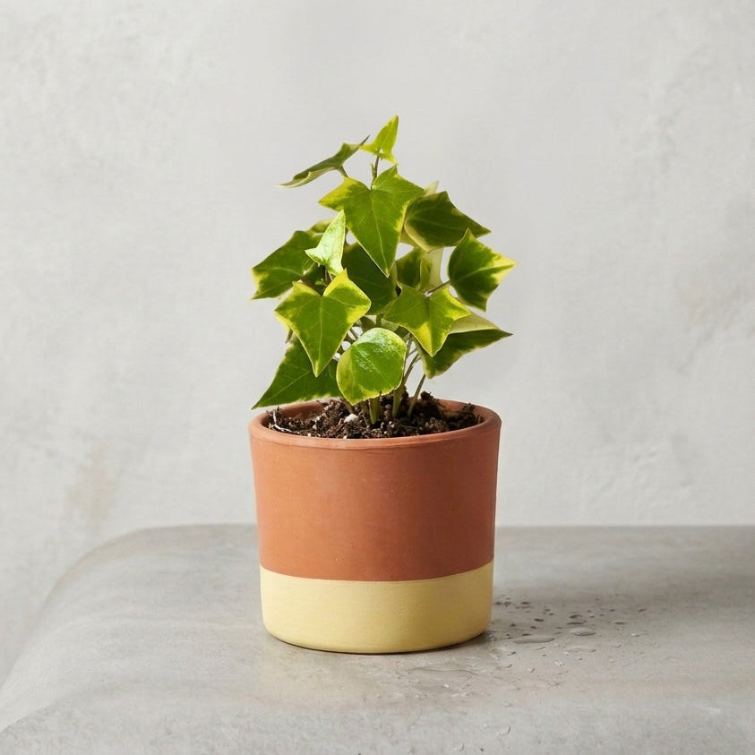 Senecio Macroglossus Variegado