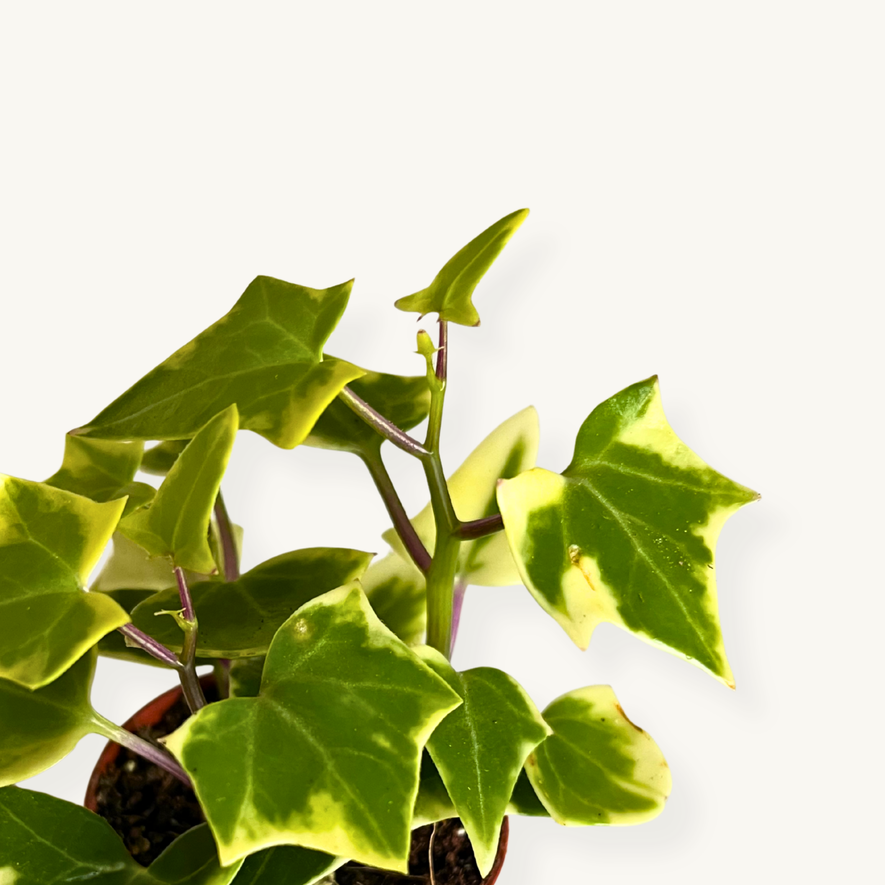 Senecio Macroglossus Variegado