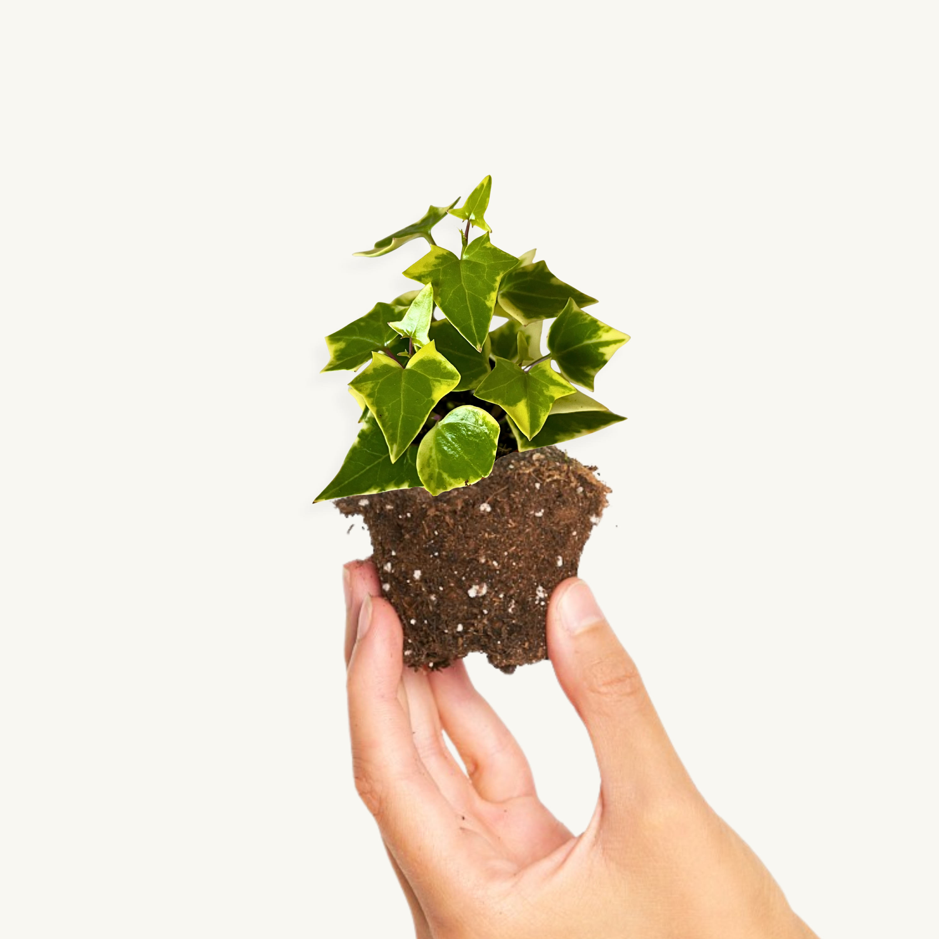 Senecio Macroglossus Variegado