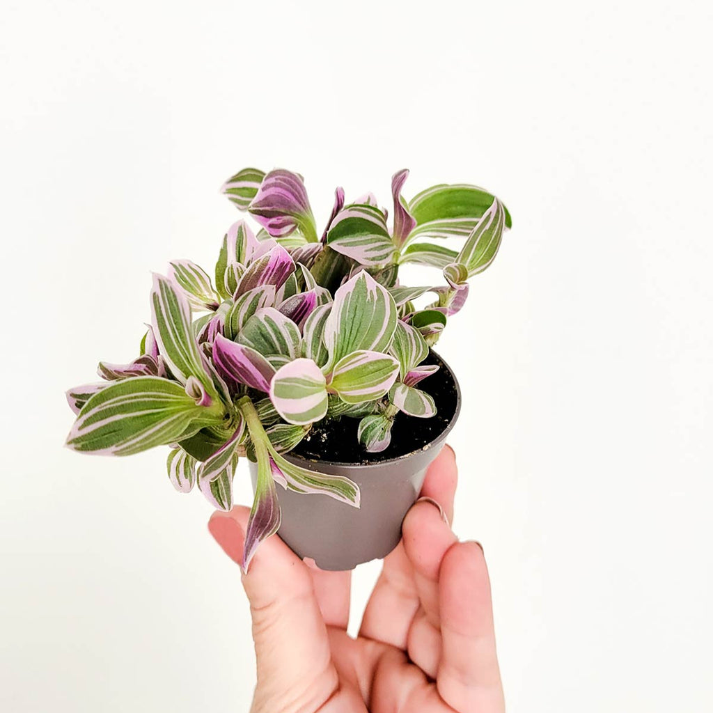 Tradescantia rosa Nanouk