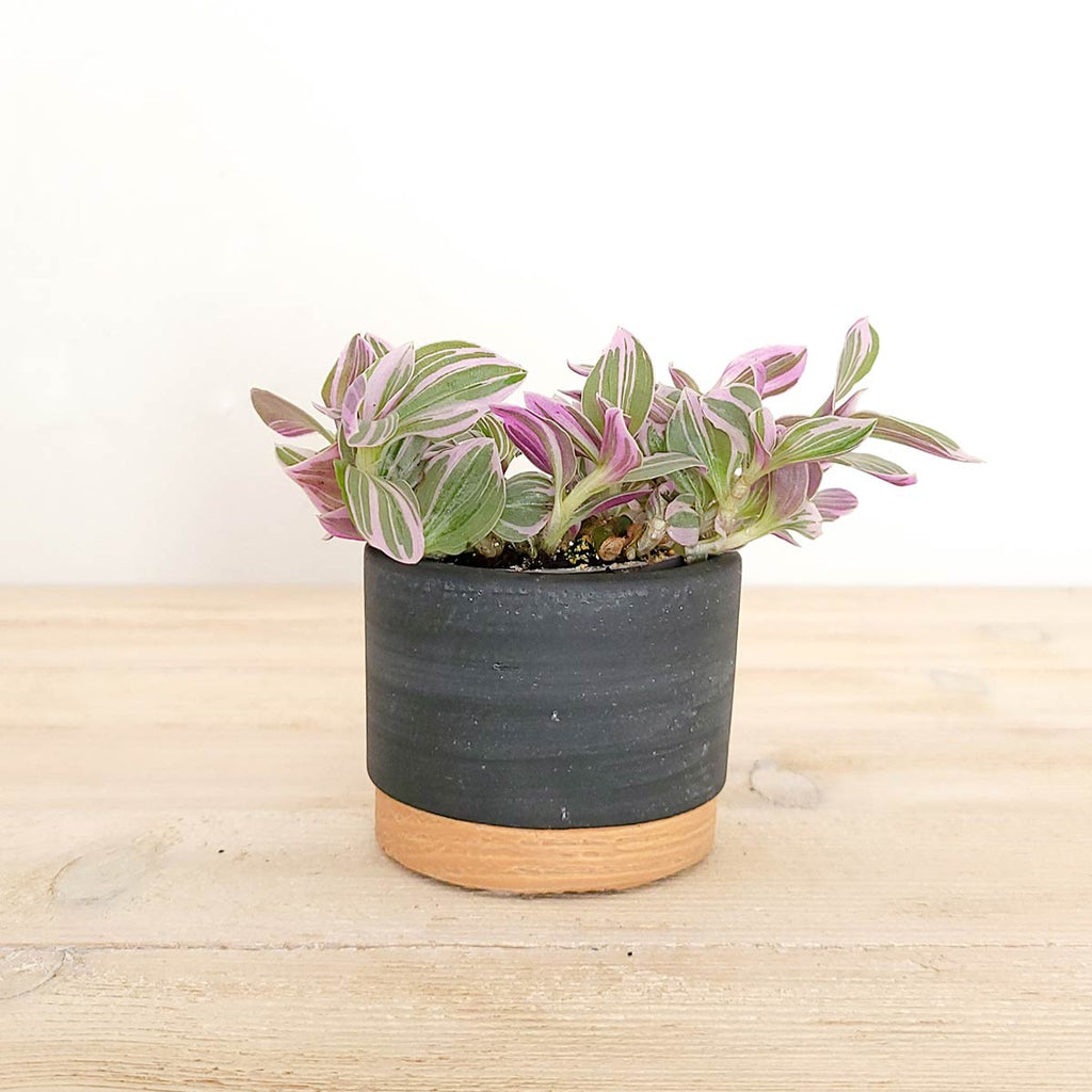 Tradescantia rosa Nanouk