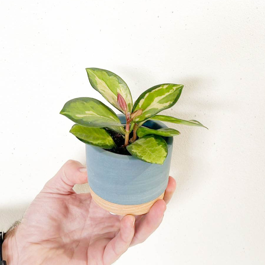 Hoya Australis Tricolor